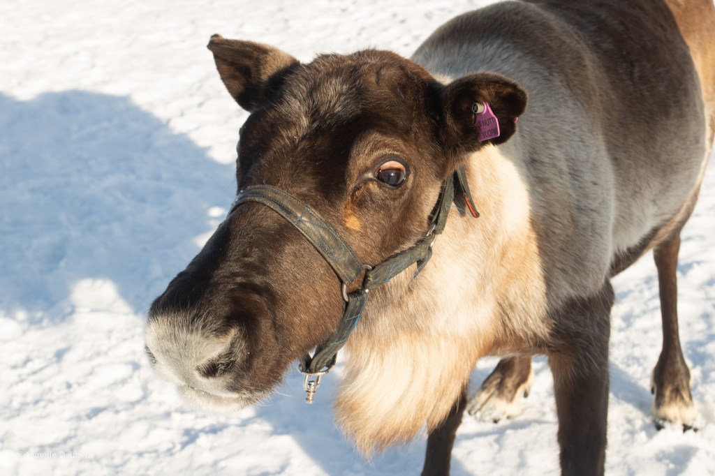 Photo d'un renne tourné vers l'appareil. Sa tête occupe le milieu de la photo, il a déjà perdu ses bois. 